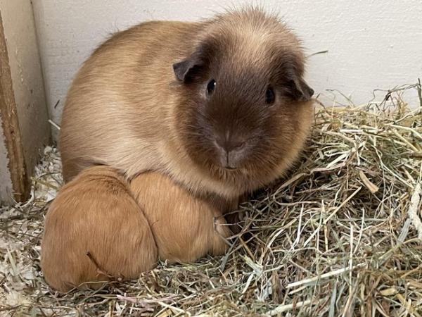 Image 5 of Gorgeous baby Guinea pigs