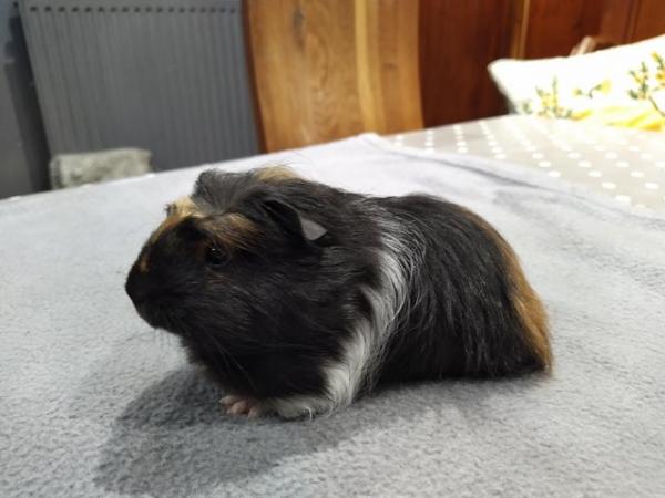 Image 5 of Female pair of baby Silkie coronet guinea pig baby for sale