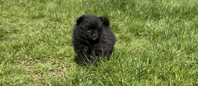 Preview of the first image of Gorgeous Pomeranian Puppies - Rare colour sable.