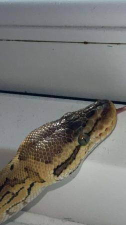 Image 3 of Lemonblast HET pied male python
