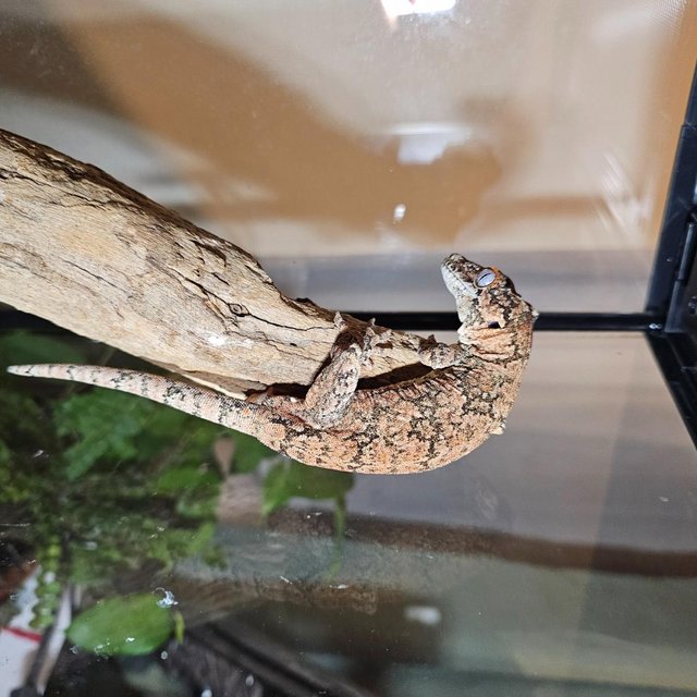 Preview of the first image of Gargoyle gecko for sale in the Bracknell area.