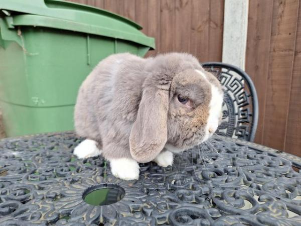 Image 5 of TWO PURE BRED MINI LOP RABBITS FOR SALE..