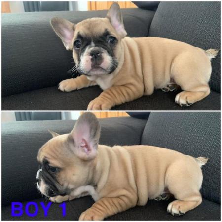Image 12 of French Bulldogs puppies