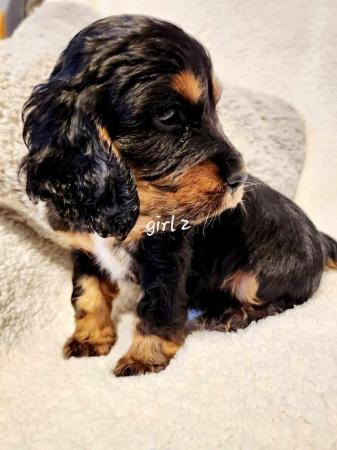 Image 5 of Stunning working cocker spaniel puppies ready soon