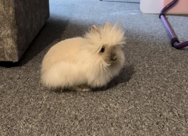 Image 3 of Baby girl ready now double man lionhead