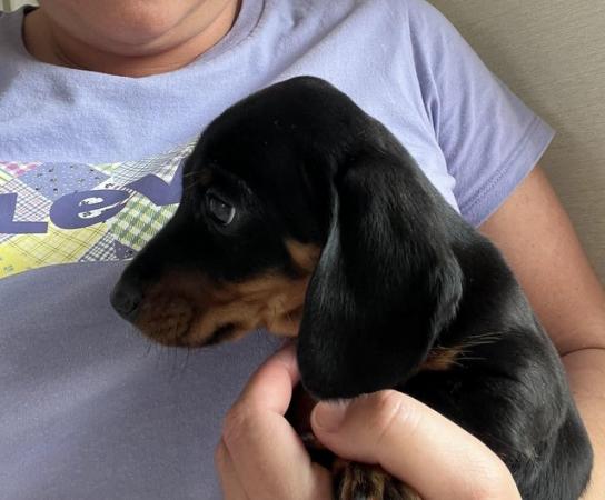 Image 3 of Dashund puppy’s for sale