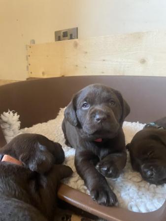 Image 9 of 10 Gorgeous Chocolate KC Dual Purpose Labrador puppies for s
