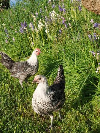 Image 1 of Silver Campine Pair - Young Cock & Hen