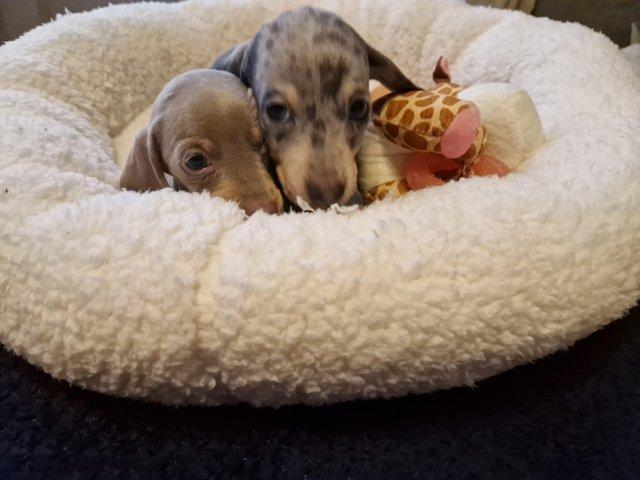 Preview of the first image of Eggcellent mini dachshund boy puppies x2.