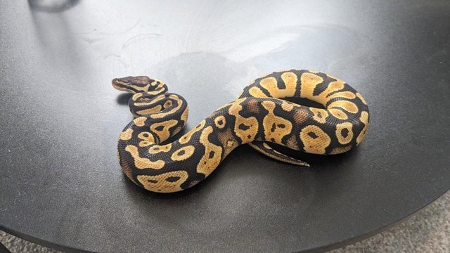 Preview of the first image of CB23 Female Pastel Hurricane Het Pied.