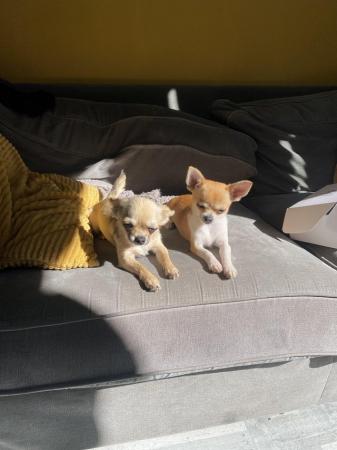 Image 2 of Female Chihuahua for sale