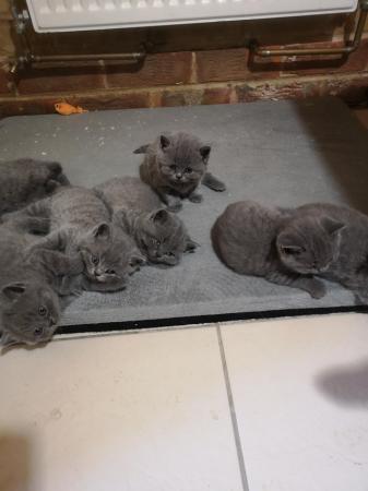 Image 12 of 7 GCCF Registered Active British shorthair kittens