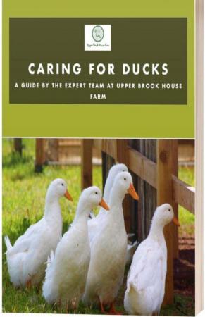 Image 2 of Caring for Ducks Book - Fantastic Guide