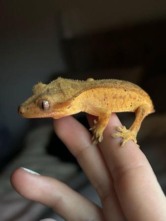 Image 3 of Juvenile crested gecko and tank for sale