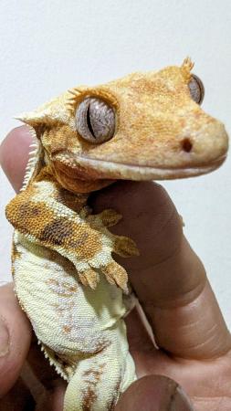 Image 5 of 2022 Female Lilly White Blue Eyes Crested Gecko 44g