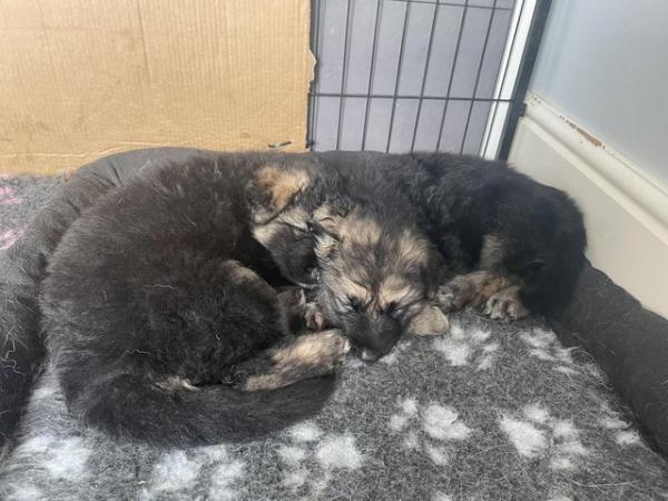 Image 6 of German Shepard puppies for sale