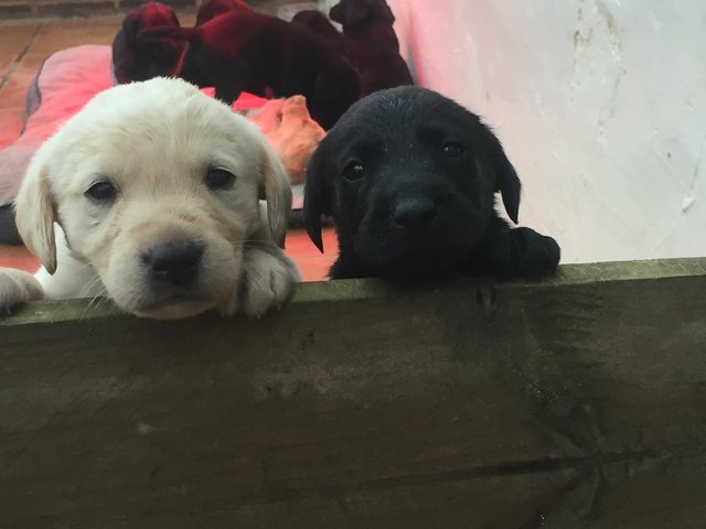 Preview of the first image of 5 week old Labrador puppy’s.