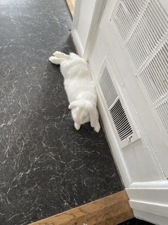 Image 4 of 9month old rabbit (Dennis)