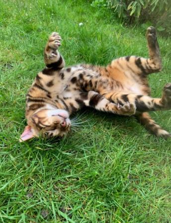 Image 9 of Stunning 11 month old pure Bengal kitten