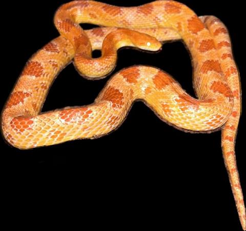Image 3 of Stunning adult corn snakes