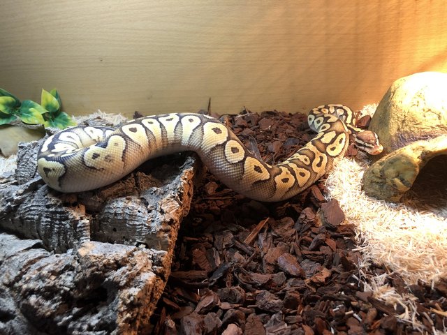 Preview of the first image of Mojave pastel 100% Het Hypo.