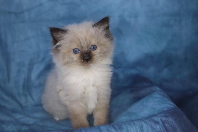 Preview of the first image of GCCF Reg. Super FLUFFY Ragdoll Kitten. (ALL RESERVED).