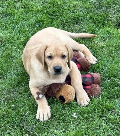 Image 31 of Gorgeous KC registered fox red Labrador puppies