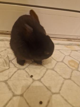 Image 5 of Black adorable female Rabbit