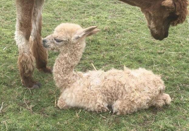 Image 2 of 4yr old castrated male alpaca