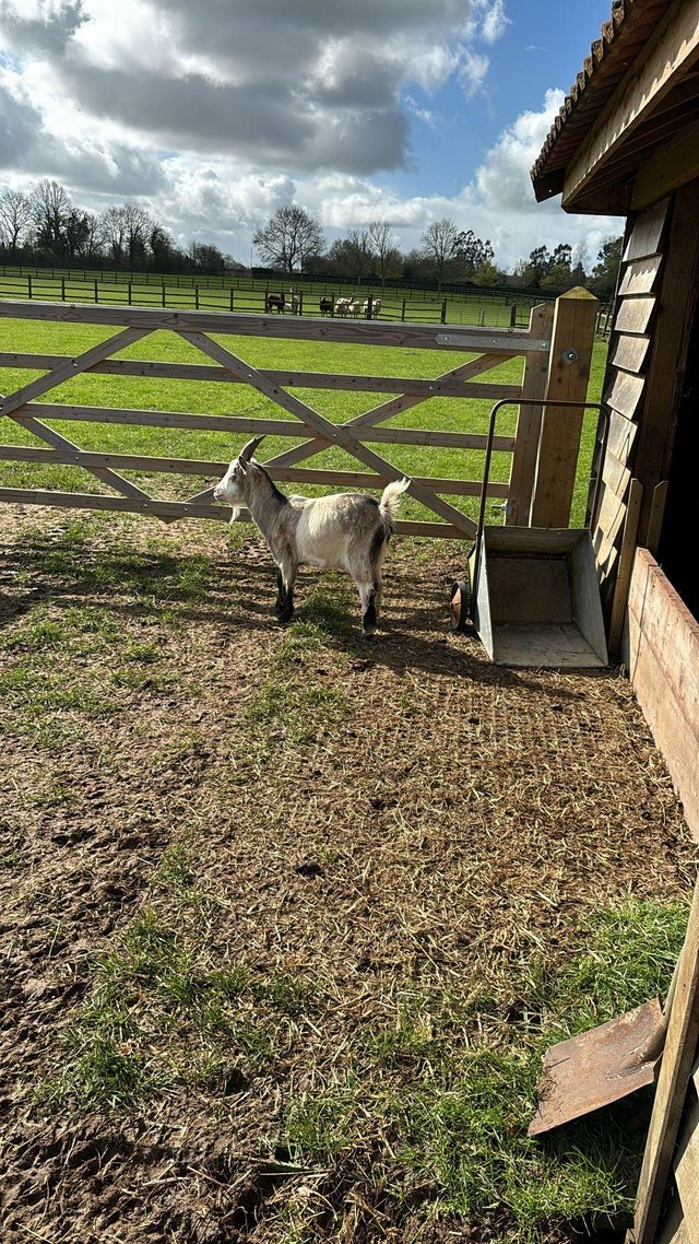 Preview of the first image of 3 year old friendly male wethered Pygmy goats.