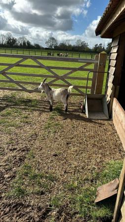 Image 1 of 3 year old friendly male wethered Pygmy goats