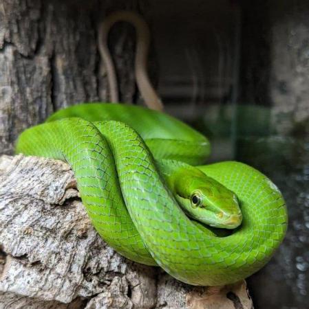 Image 4 of Snakes - Rainforest Exotics Stocklist