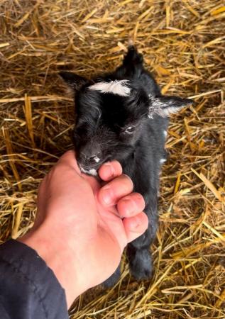 Image 1 of Baby Pygmy goats. Two girls one boy