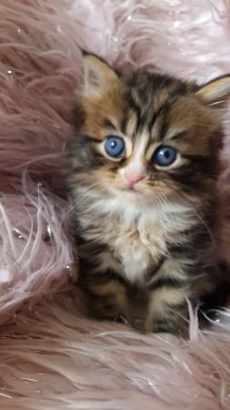 Image 6 of Chinchilla Persian x turkish calico kittens 1 girl left