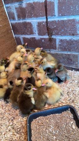 Image 3 of Day old ducklings …………….