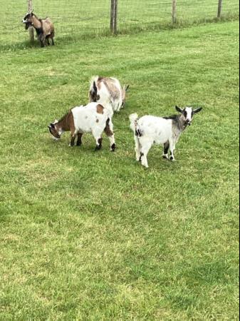 Image 1 of Female + wether baby Pygmy goats