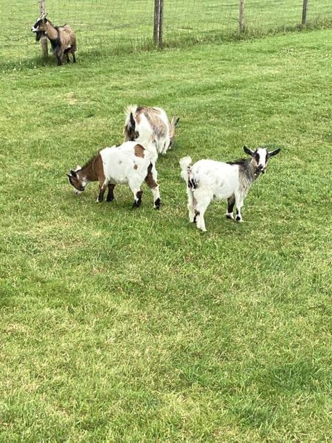 Preview of the first image of Female + wether baby Pygmy goats.