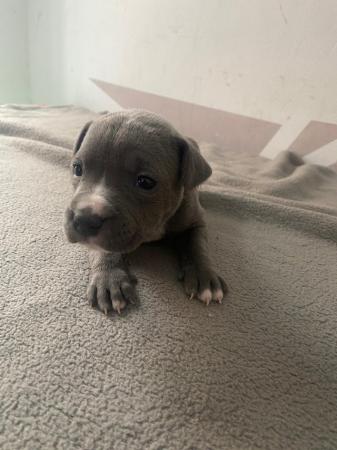 Image 15 of Adorable staffy puppys A