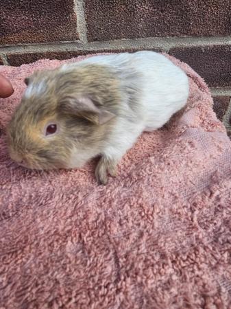 Image 2 of Beautiful baby guinea pig boars