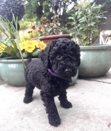 Image 2 of Cockapoo puppies for sales