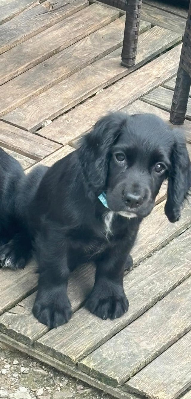 Preview of the first image of cocker spaniel puppies.