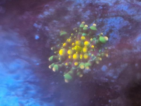 Image 4 of Marine reef tank aquarium, With Loads Of Livestock/coral/inv