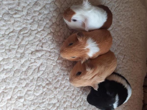 Image 2 of BEAUTIFUL BABY BOYS AND GIRL GUINEA PIGS