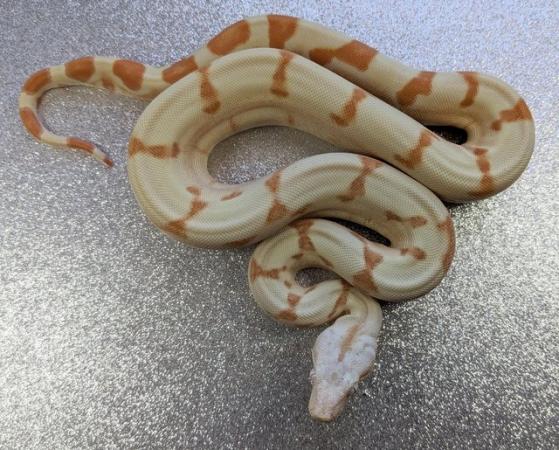 Image 2 of Super Sunglow Boa Constrictor het Moonglow female CB 2023