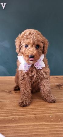 Image 1 of Toy poodle girls only 2 from a litter