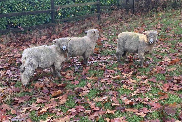 Image 1 of Ryeland tup and wether lambs for sale
