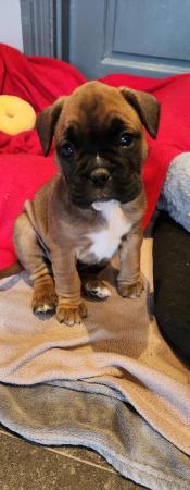 Image 8 of Boxer / French bulldog (froxer) puppies