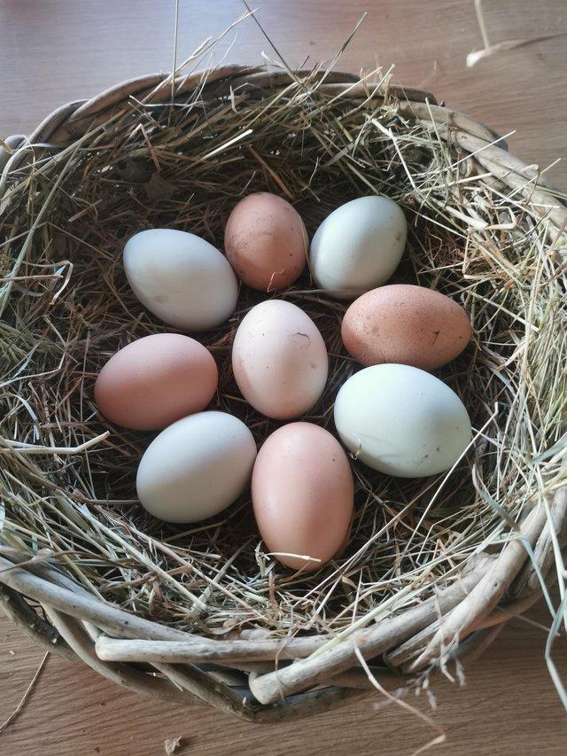 Preview of the first image of Mixed breed fertile hatching eggs.