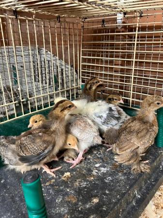 Image 2 of Various breeds of chicks for sale