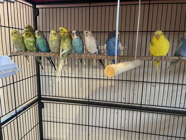 Preview of the first image of Young budgies for sale mixed colours.